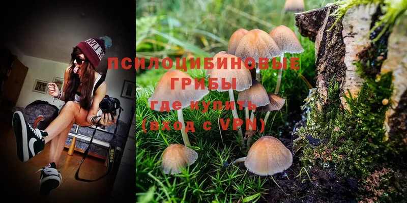 Псилоцибиновые грибы MAGIC MUSHROOMS  кракен онион  Галич  дарнет шоп 